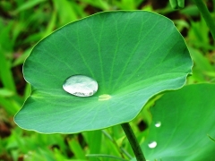 Sân tâm chưa sinh chưa hẳn là nhẫn nại